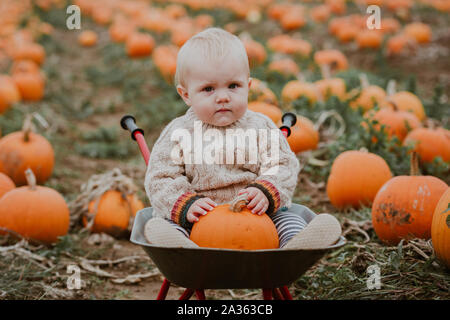 9 month old boy pumpkin picking Stock Photo