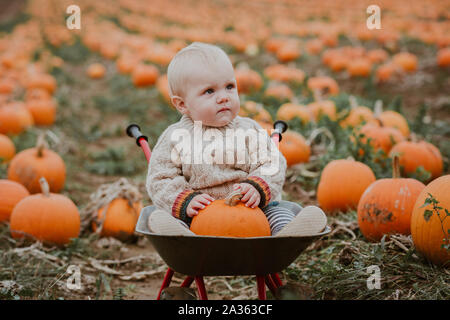 9 month old boy pumpkin picking Stock Photo