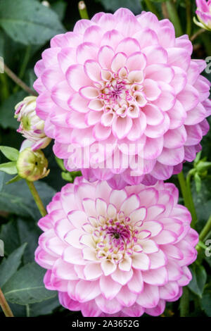 Pompon Dahlia 'Dixie', Dahlias Dahlia pastel flower light pink Stock Photo