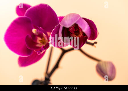 Orchid bud blooming on a cream background Stock Photo