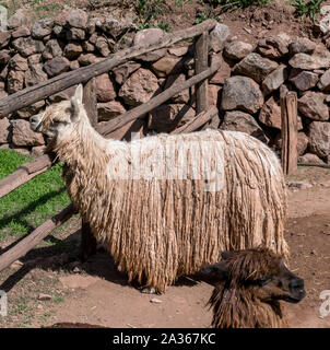 Sacred Valley, Peru - 05/21/2019: Awanacancha Textile site's llamas in Peru outside of Cusco. Stock Photo
