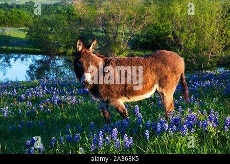 Donkey in a Field of Bluebonnets Near Ennis, Texas Stock Photo