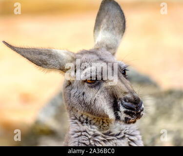 eastern grey kangaroo (Macropus giganteus) close-up Stock Photo