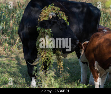 Angus bull standing in hedgerow with undergrowth draped over his head between horns like a scarf Stock Photo