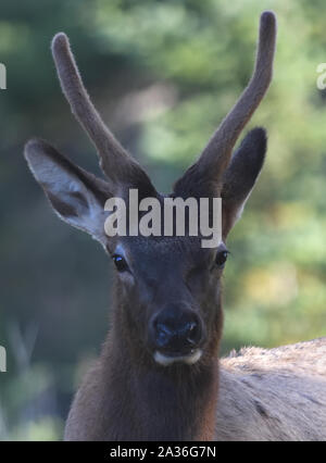 A young male elk or wapiti (Cervus canadensis) with its single tine antlers still in velvet grazing on grass and shrubs. Banff, Alberta, Canada, Stock Photo