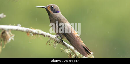Gorgeous Brown Violetear Colibrí delphinae hummingbird perched in the rainforest breeds at middle elevations in the mountains in Central America, and Stock Photo
