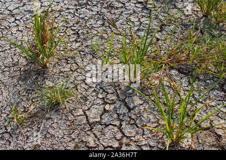 The grass growth on the dry and cracked ground that reminds of global warming Stock Photo