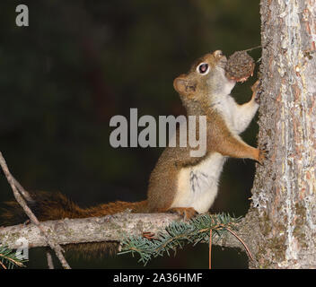 An American red squirrel (Tamiasciurus hudsonicus) carries a pine cone to a safe place where it can break it open to get at the seeds. Banff, Alberta, Stock Photo