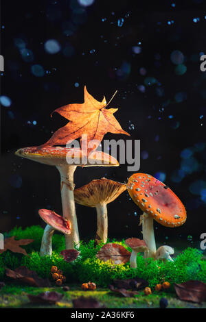 Forest mushrooms with a fallen leaf under the rain. Creative nature photography, autumn still life with copy space. Stock Photo