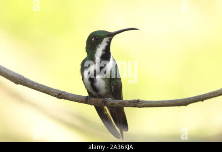 Beauty Black throated mango Anthracothorax nigricollis female hummingbird perched in the rainforest Venezuela Stock Photo