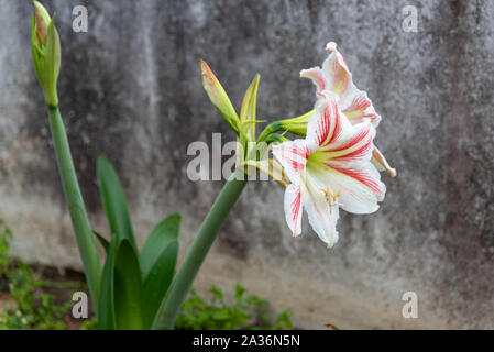 Lily flower. The lily is the name given to the flowers of the genus Lilium  of the Liliaceae family, originating from the northern hemisphere with occu  Stock Photo - Alamy