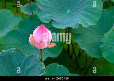 Pink lotus flower with soft selective focus and leaf blur background. Royalty high quality free stock image of a beautiful pink lotus flower. Stock Photo