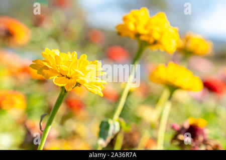 Beautiful Zinnia Flowers in Warwick, New York. Stock Photo