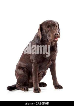 Portrait of a cute chocolate brown Labrador Retriever puppy sitting looking up with doleful eyes isolated on white Stock Photo