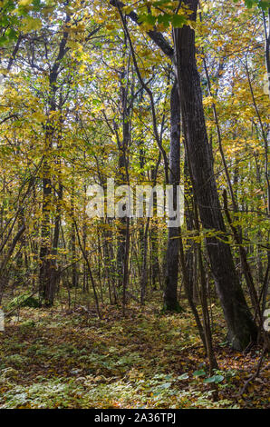 Beautifull colored deciduous forest by fall season Stock Photo