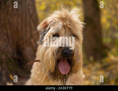 Large wheaten clearance terrier