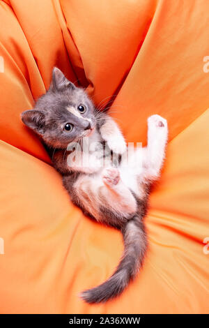 Cute tricolor kitten lying on a soft orange pillow on his back and looks playfully. Close-up. Stock Photo