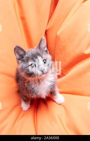 Cute tricolor kitten sits on the orange pillow and carefully looks. Stock Photo