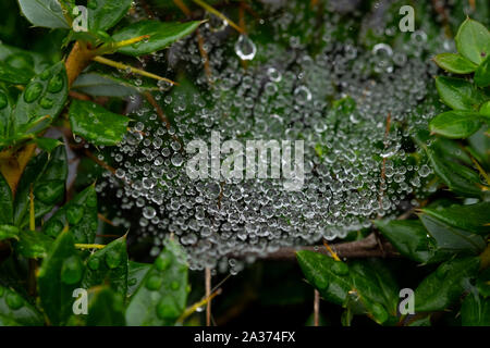 Water Drops on Spider web Stock Photo