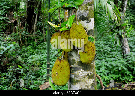 Jackfruit on tree also known as artocarpus heterophyllus Lam  (Moraceae) in close up Stock Photo