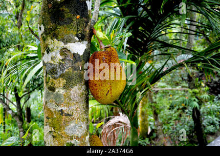 Jackfruit on tree also known as artocarpus heterophyllus Lam  (Moraceae) in close up Stock Photo