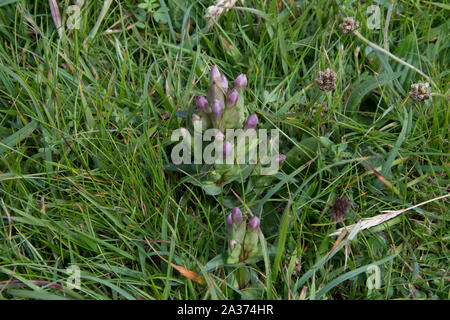 Field Gentian (Gentianella campestris) growing on Compass Head, Sumburgh, Shetland, Scotland Stock Photo