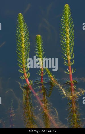 Water Horsetail (Equisetum fluviatile) growing in still water pond, Valøy, Norway Stock Photo