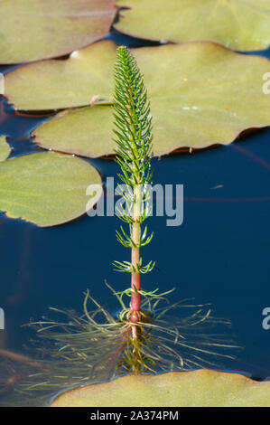 Water Horsetail (Equisetum fluviatile) growing in still water pond, Valøy, Norway Stock Photo
