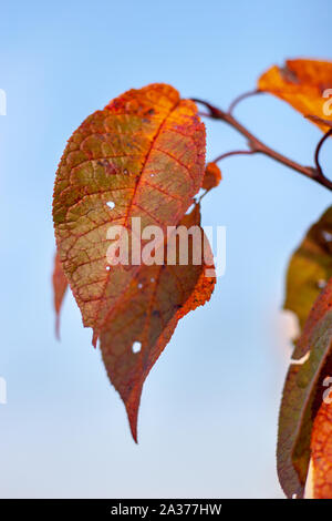 Large autumn green leaves with red veins against the blue sky. Selective soft focus on the leaves. Vertical. Stock Photo