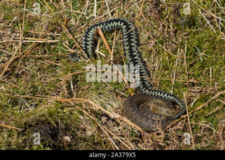 Male and Female Northern Adder (Vipera berus) in courtship behaviour in the Northern Pennine Mountains of England. Stock Photo