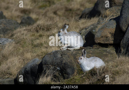 Mountain Hare (Lepus timidus) in their white winter coat in winter with a moorland backdrop on the upland moors of the Peak District Derbyshire. Stock Photo