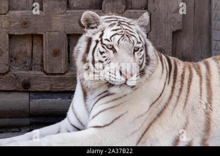 A portrait of a white siberian tiger lying in front of a closed wooden door in a zoo. Stock Photo