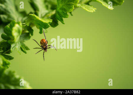 Wood tick hangs on a leaf. Green background. Lurking wood tick. Stock Photo