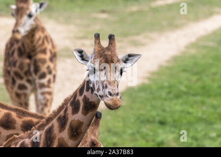 Portrait of two Rothschild Giraffes outdoors. Horizontally. Stock Photo