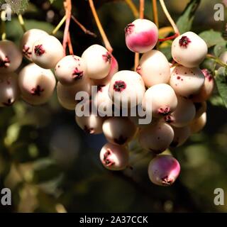 Closeup of white Rowan berries. Stock Photo