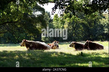 Cows resting in woodland shade. Stock Photo