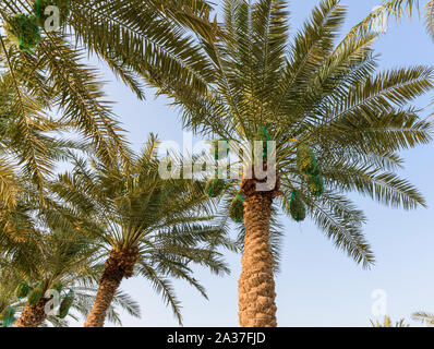 Date palms with their fruit bunches protected by nets in Doha, Qatar Stock Photo