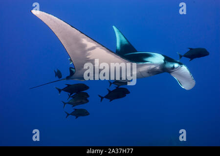 Pelagic life of Socorro Islands Stock Photo