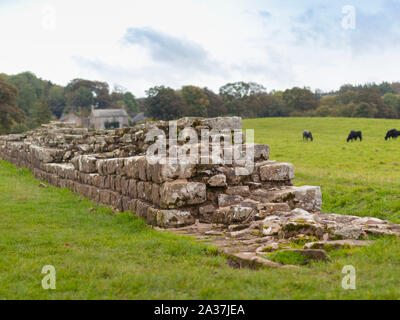 section of Roman Hadrian's Wall near Planetrees Hexham Northumberland Stock Photo