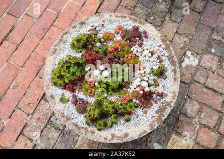 Sempervivums succulent plants growing in stone bowl view from above on red brick patio in garden at Monks House at Rodmell in East Sussex England UK Stock Photo