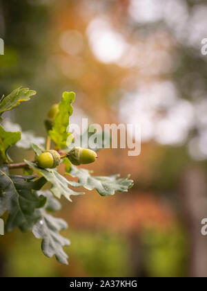 close up shot of acorns on an oak tree in uk with blurred background Stock Photo