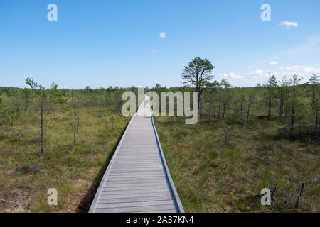 Empty wooden boardwalk through Viru Bog in Lahemaa National Park, Harju County, Estonia Stock Photo