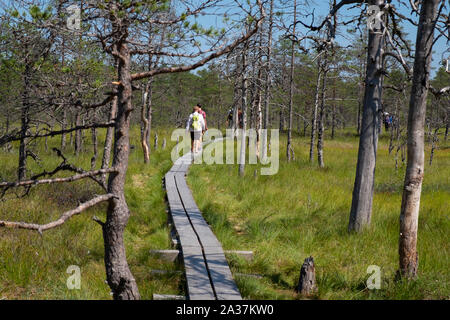 Tourists walking on boardwalk in Viru Bog, Lahemaa National Park, Harju County, Estonia Stock Photo