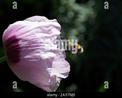 Bumblebee hovering in front of Opium poppy (Papaver sumniferum) Stock Photo