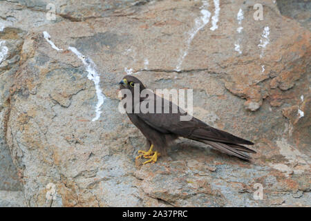 Dark phase female Eleonora's Falcon perched on the cliffs in Sardinia Stock Photo