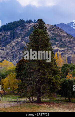 Scene view of Chilean cedar tree during autumn in the mountains Stock Photo