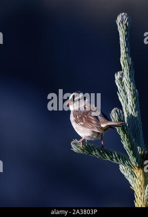A white-crowned sparrow sits atop a pine tree in the Snowy Range Mountains of Wyoming. Stock Photo