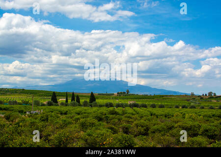 Landscape with orange and lemon trees plantations and view on Mount Etna, Sicily, agriculture in South Italy Stock Photo