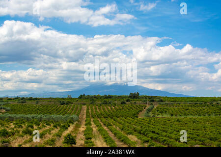 Landscape with orange and lemon trees plantations and view on Mount Etna, Sicily, agriculture in South Italy Stock Photo