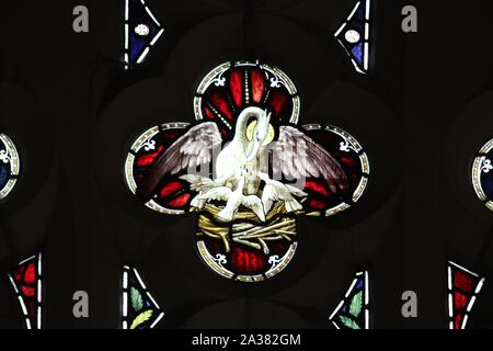 Stained Glass Window depicting the Pelican in Her Piety, Halford Church, Warwickshire. Glass by Frank Holt & co of Warwick Stock Photo